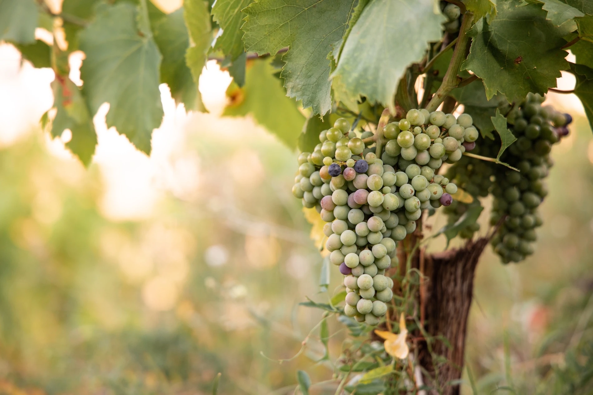 The Grape Varieties